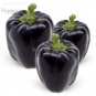 Fresh Black Giant Sweet Bell Pepper Hybrid F1 Vegetables 50 seeds edible giant pepper