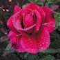 Fresh Large Feral Red Rose Flower Seeds 50 Seeds/Pack Uncultivated Fragrant Rose
