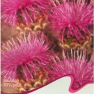 Fresh 30 Seeds Echinps latifolius Tausch Flower Seeds