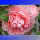 Fresh Big Blooming Bai Jiao Pink Tree Peony Flower Seeds 5 Seeds Fragrant Peony