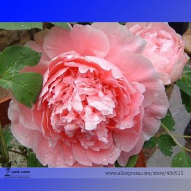 Fresh Big Blooming Bai Jiao Pink Tree Peony Flower Seeds 5 Seeds Fragrant Peony