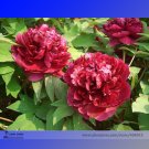 Fresh Tree headed Dark Red Peony Shrub Flower Seeds 5 Seeds/Pack Light Fragrant Flower