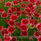 Fresh Hardy Multi color Jewel Ruby Frost Coreopsis Flower Seeds 20 Seeds/Pack Flowers