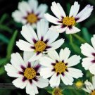 Fresh Star Cluster White Purple Coreopsis Flower Seeds 20 Seeds Mound shaped Flowers