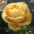 Fresh Double Yellow Rose Flower Seeds 50 Seeds / Pack Strong Fragrant Rose