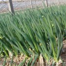 Fresh 1000 Seeds Chinese Green Onion Fresh Vegetables Welsh Onion Scallion Seeds