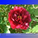Fresh Dark Red Middle Peony Tree Flower Seeds 5 Seeds/Pack Strong Fragrant Flower