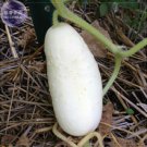 Fresh Low Acid White Wonder Cucumber Seeds 50 Seeds heirloom hybrid vegetables