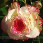 Fresh 50 seeds / pack New Yellow Red Stripped Soft Rose Bush Seeds