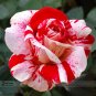 Fresh 1 Professional Pack 50 seeds / pack New Pink Rose Red Strip Shrub Flower Seeds