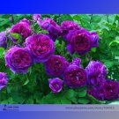Fresh New Dark Purple Climbing Rose Perennial Flower Seeds 50 Seeds / Pack Flower