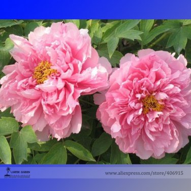 Fresh  Qin Tian Fen Pink Peony Flower Seeds 5 Seeds/Pack Strong Fragrant Flowers