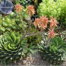 Fresh 100% Genuine genuine Aloe Polyphyll 1 seed spiral aloe succulent E3973