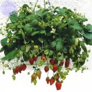 Fresh Temptation Strawberry Seeds 100 Seeds red fruits white flowers