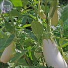 Fresh Asian White Egg Seeds 100 Seeds Professional Pack big vegetables E4082