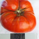Fresh Super Red Giant Competition Tomato Seeds 100 Seeds Big Zac heirloom tomato