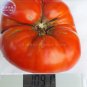 Fresh Super Red Giant Competition Tomato Seeds 100 Seeds Big Zac heirloom tomato