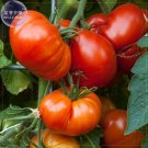 Fresh Beefmaster Hybrid F1 Tomato Seeds 100 Seeds giant tasty edible sweet vegetables