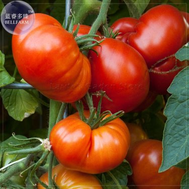 Fresh Beefmaster Hybrid F1 Tomato Seeds 100 Seeds giant tasty edible sweet vegetables