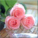 Fresh Heirloom Water Pink European Rose Flowers 20 Seeds light fragrant flowers