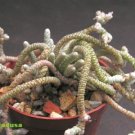Fresh Avonia Albissima Seeds 5 10 Seeds a tiny grey semi desert