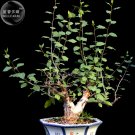 Fresh Bursera Hindsiana Torote Prieto Torchwood 1 Seeds