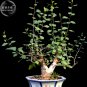 Fresh Bursera Hindsiana Torote Prieto Torchwood 1 Seeds