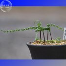Fresh Moraea Pritzeliana Seeds 5 Seeds Indigenous Endemic succulent with blue flowers