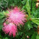 Fresh Sybian Rain Silk Tree 10 Seeds albizzia julibrissin only E3809