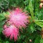 Fresh Sybian Rain Silk Tree 10 Seeds albizzia julibrissin only E3809