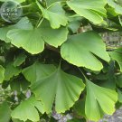 Fresh Maidenhair Fossil Tree Gingko Biloba Seeds 5 Seeds Yellow Leaves