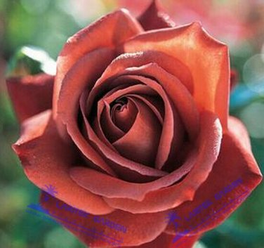 Fresh *UNIQUE* Louis Xiv Rose seeds Perennials 50 Seeds Heirloom *EXOTIC*Rare # LT629