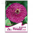 Fresh Purple Fireball Zinnia Flower Seeds 50 seeds rapid growth pot seeds