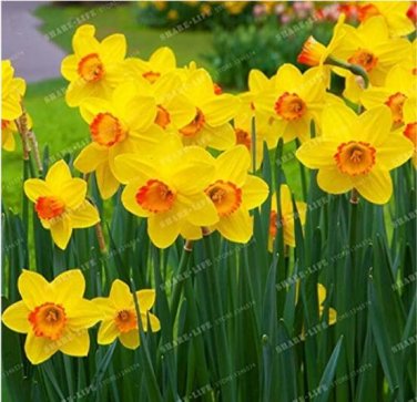 Fresh 100PCS Narcissus Flowers Seeds
