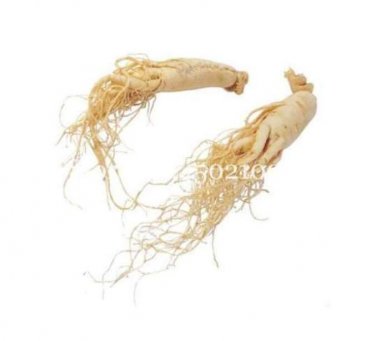 Fresh Chinese Ginseng Seed Panax Ginseng Flores