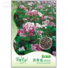 Fresh Tartary Buckwheat Flowers Seeds 35 seeds high nutritional value