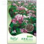 Fresh Tartary Buckwheat Flowers Seeds 35 seeds high nutritional value