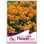 Fresh Yellow Siberian Wallflower Flower Seeds 50 seeds hardy attractive impressive