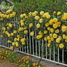 Fresh Yellow Short Climbing Rose 50 Seeds 40 50cm tall climbing plants E3940
