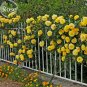 Fresh Yellow Short Climbing Rose 50 Seeds 40 50cm tall climbing plants E3940