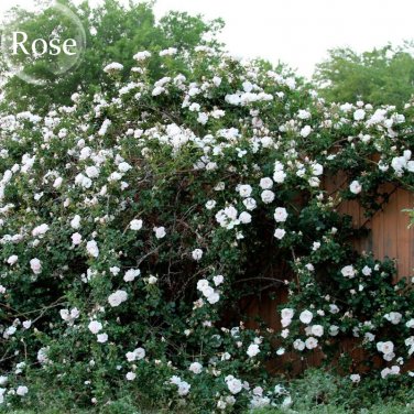 Fresh Single Petalled White Climbing Rose Flower 50 Seeds fragrant climbing flowers