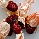 Fresh Heirloom Red Popping Corn 8 seeds strawberry corn E3932