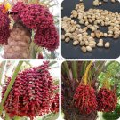 Fresh Heirloom New Medjool Date Palm Tree 5 Seeds E3528