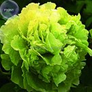 Fresh Lv Juren Green Peony Shrub 5 Seeds double green flowers