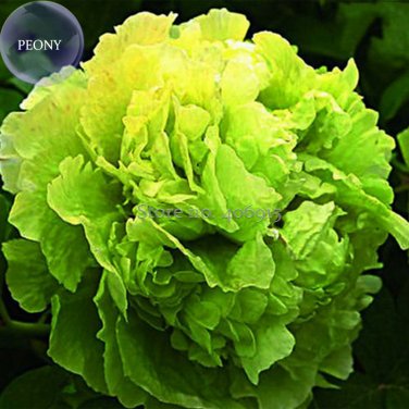 Fresh Lv Juren Green Peony Shrub 5 Seeds double green flowers
