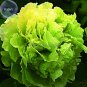 Fresh Lv Juren Green Peony Shrub 5 Seeds double green flowers