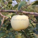 Fresh High yield Big White Sweet Apple 10 Seeds tasty crisp organic apple tree E3964