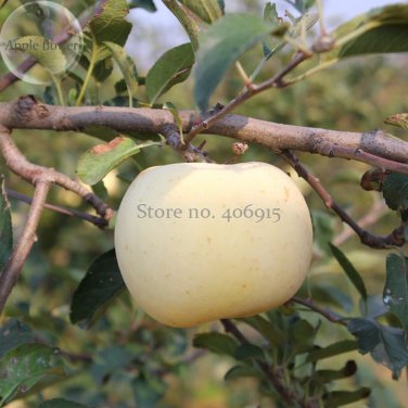 Fresh High yield Big White Sweet Apple 10 Seeds tasty crisp organic apple tree E3964