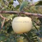 Fresh High yield Big White Sweet Apple 10 Seeds tasty crisp organic apple tree E3964