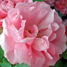 Fresh Qiao San Big Pink Turbine like Climbing Rose 50 seeds climber E3939
